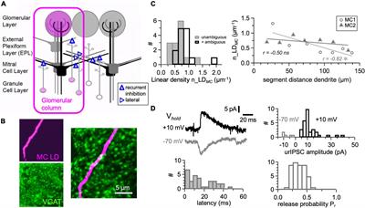 Anatomical and Functional Connectivity at the Dendrodendritic Reciprocal Mitral Cell–Granule Cell Synapse: Impact on Recurrent and Lateral Inhibition